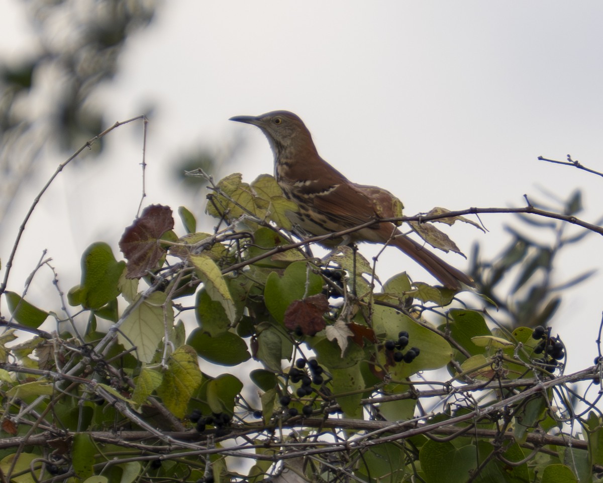 Long-billed Thrasher - ML646908874
