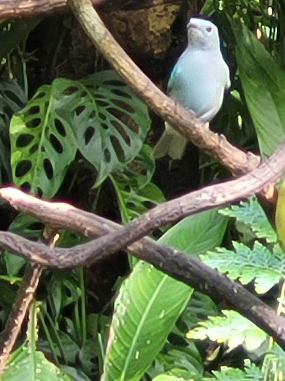 Blue-gray Tanager - ML646908877
