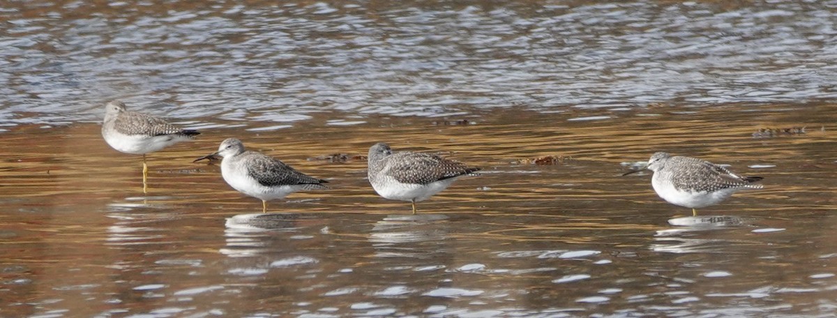 Greater Yellowlegs - ML646908878
