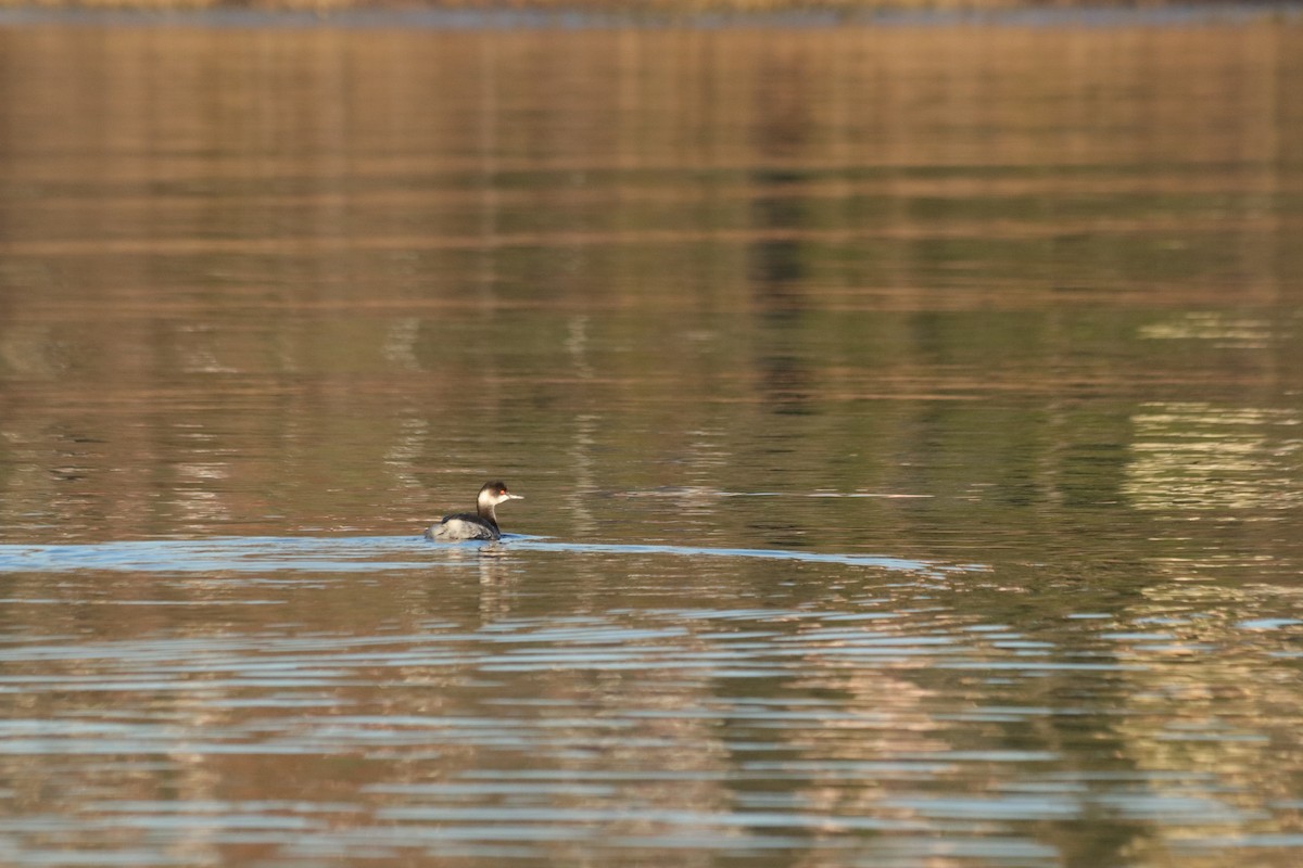 Eared Grebe - ML646908880