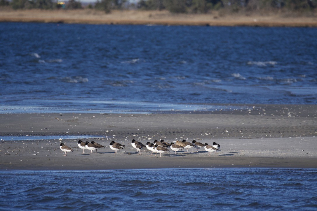 Braunmantel-Austernfischer - ML646908882