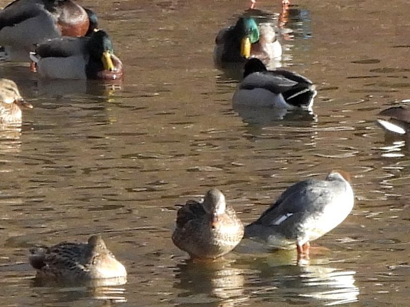 ברווז אפור - ML646908897