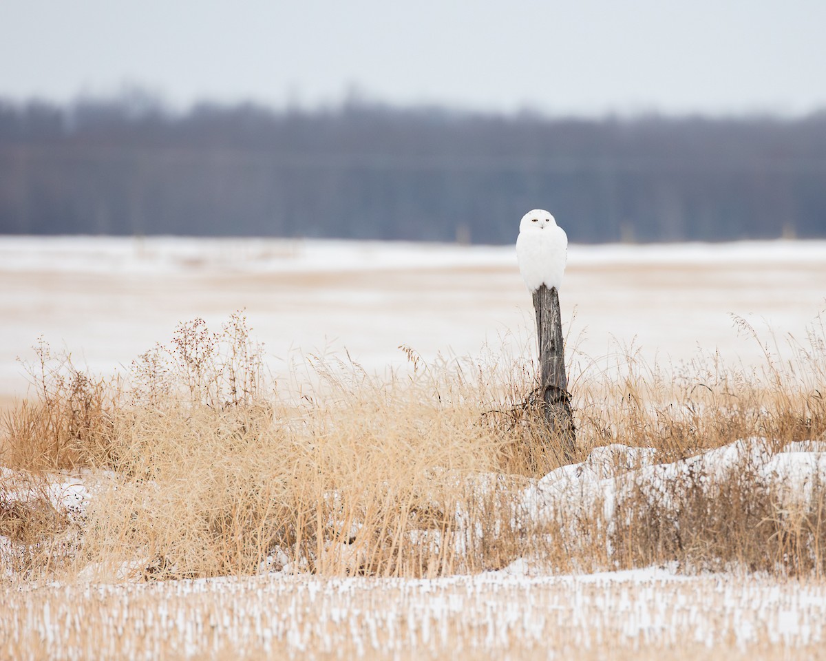 Snowy Owl - ML646908898