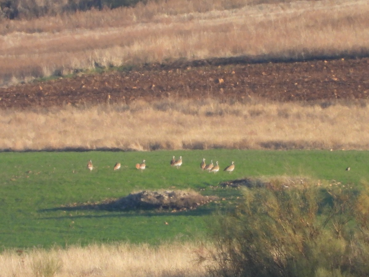 Großtrappe - ML646908899