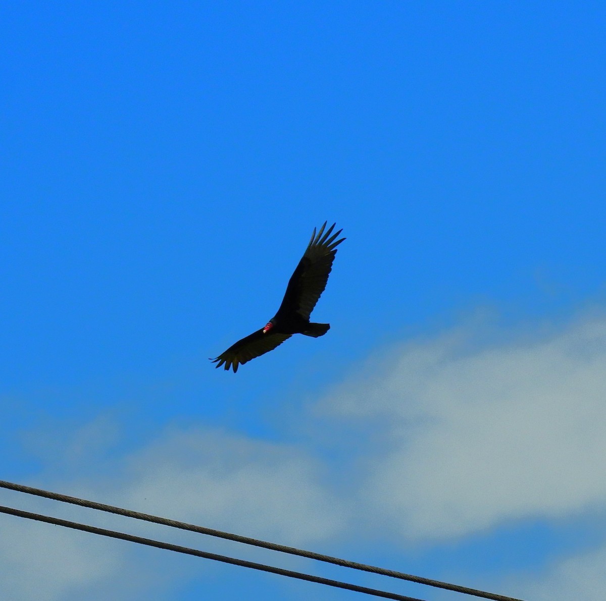 Hindi Akbabası - ML646908909