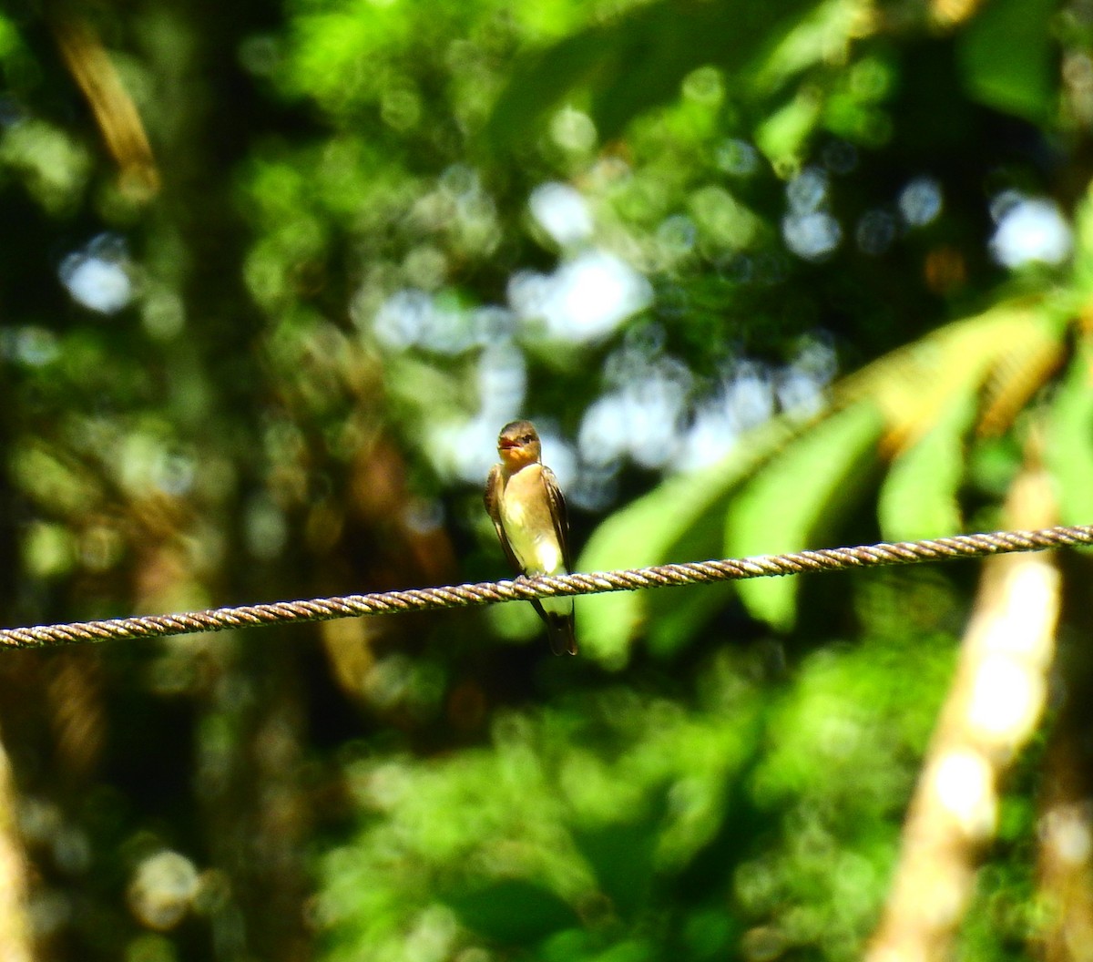 オビナシショウドウツバメ - ML646908915