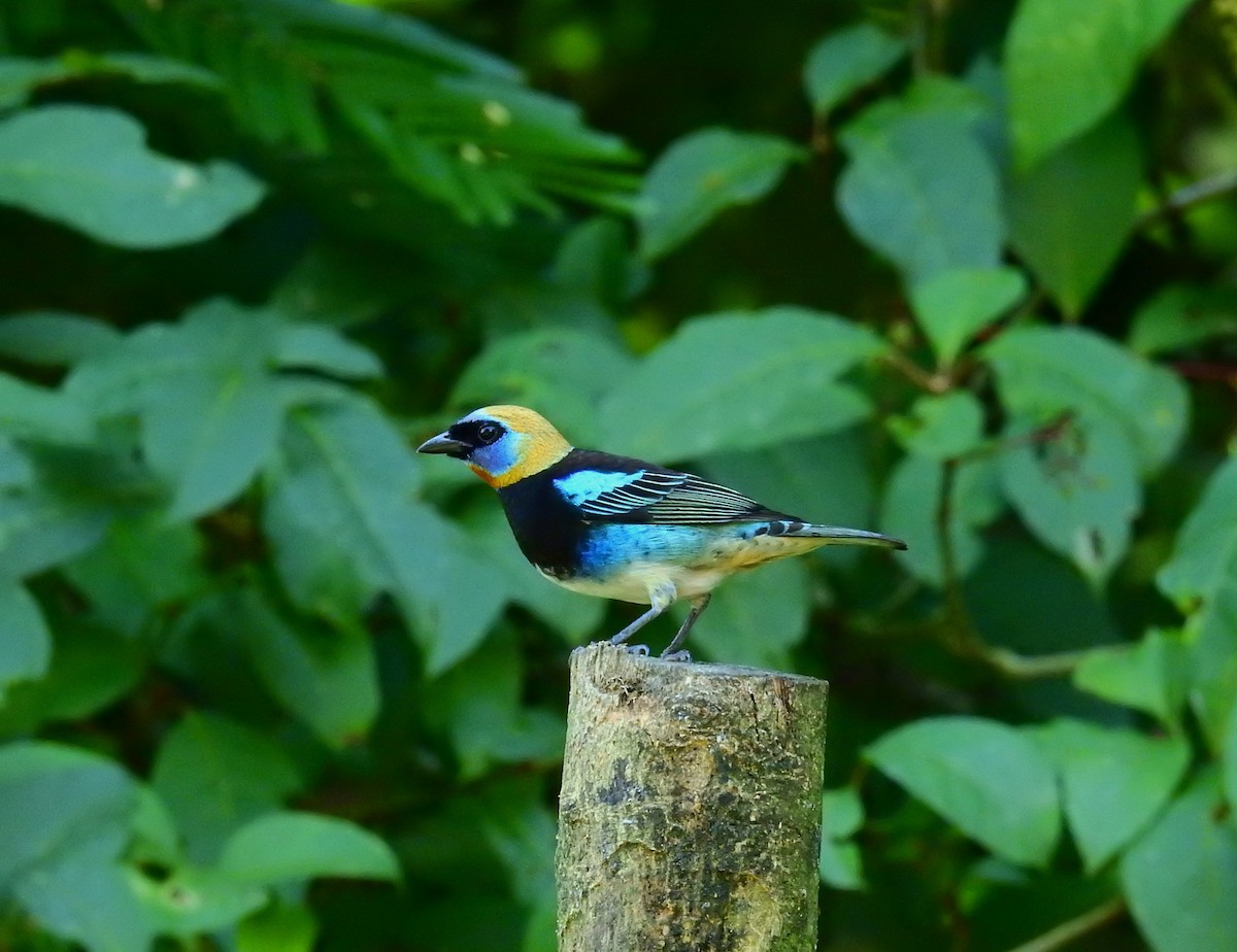 Golden-hooded Tanager - ML646908921