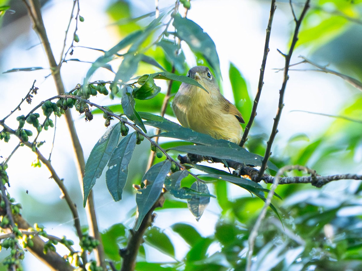 Nepal Fulvetta - ML646908930