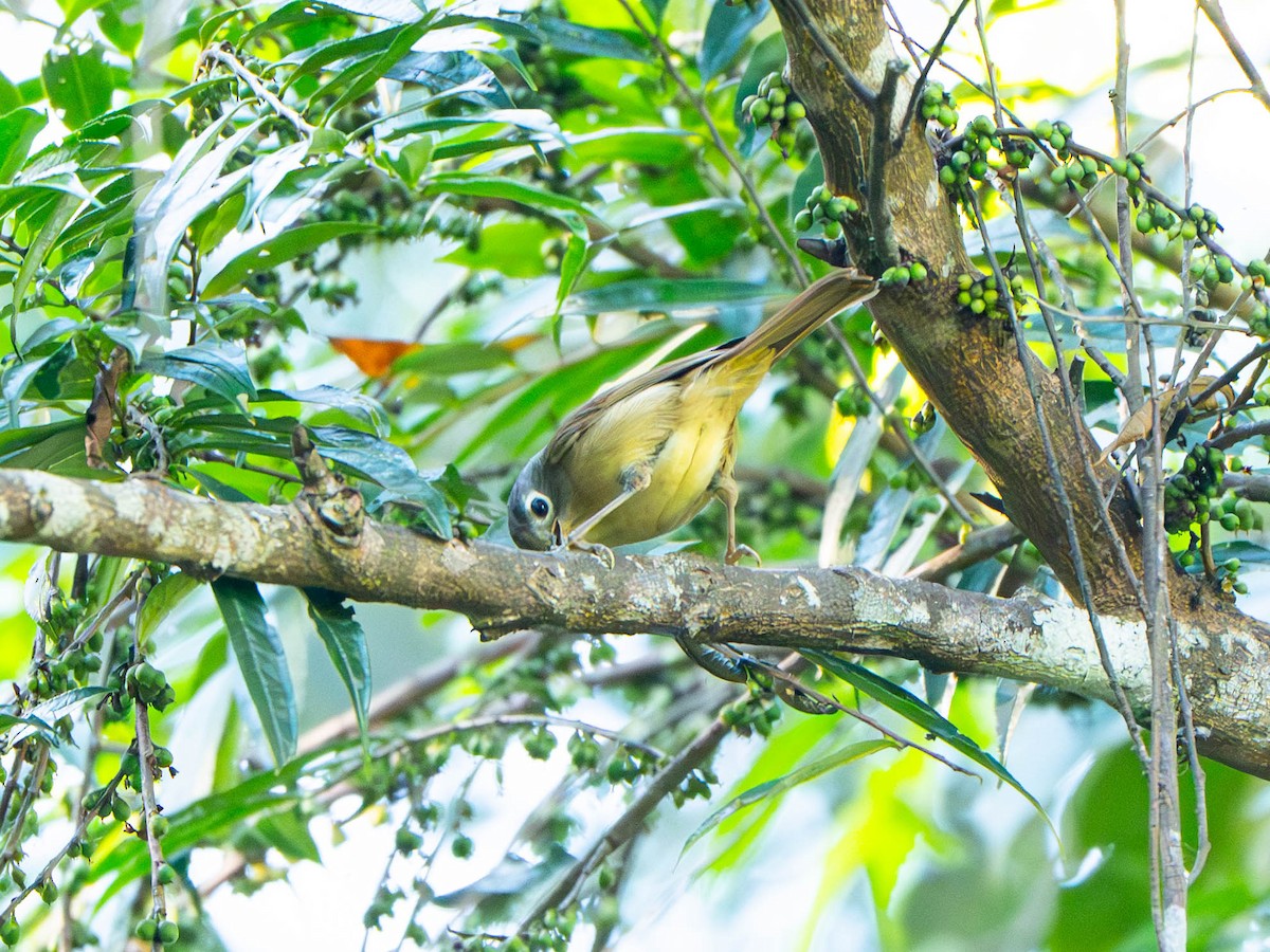 Nepal Fulvetta - ML646908932
