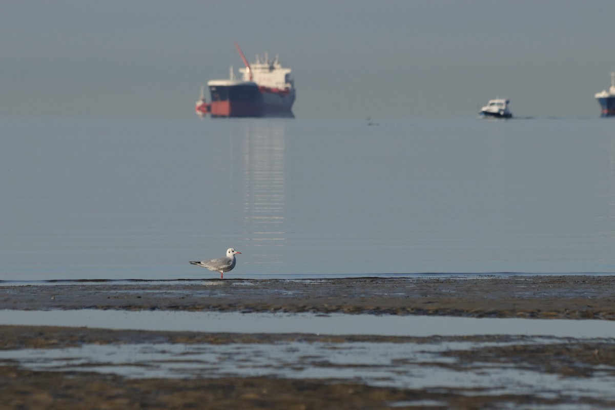 Black-headed Gull - ML646908937