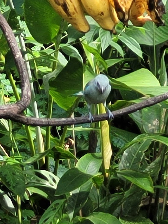 Blue-gray Tanager - ML646908940