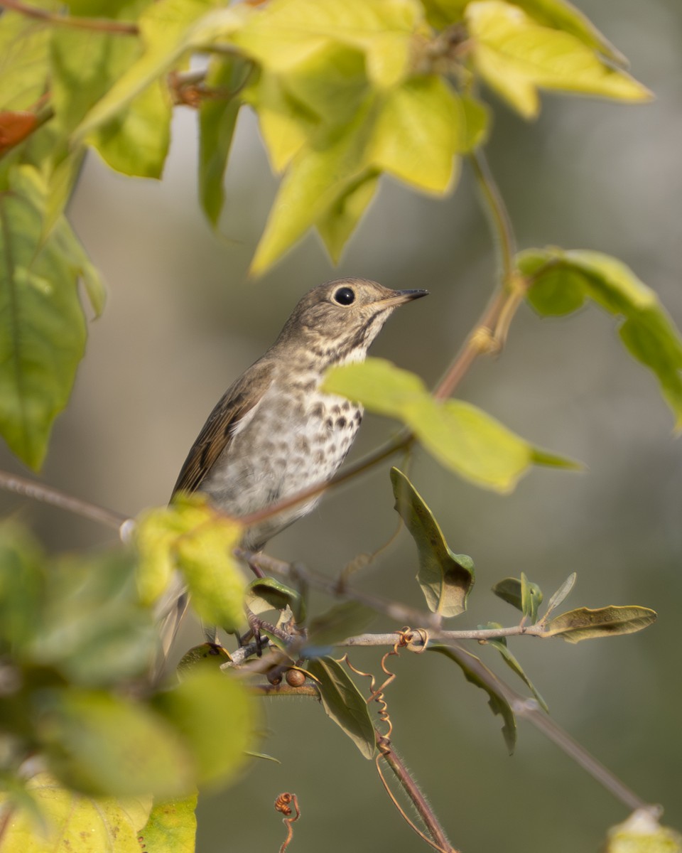 Hermit Thrush - ML646908942