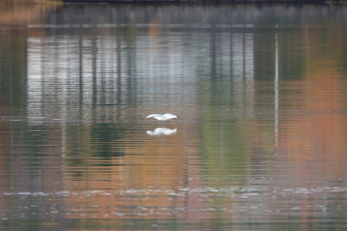 Bonaparte's Gull - ML646908945
