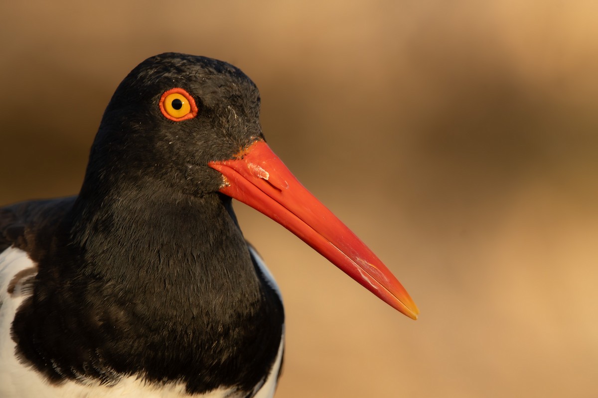 American Oystercatcher - ML646908946