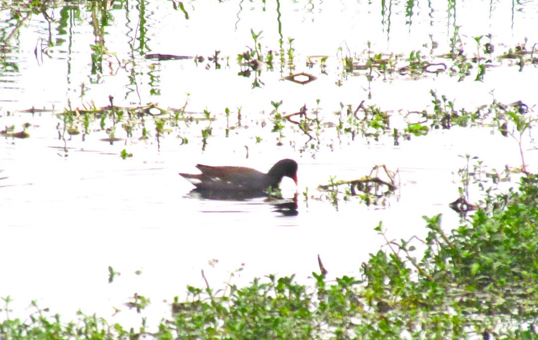 Gallinule d'Amérique - ML646908948