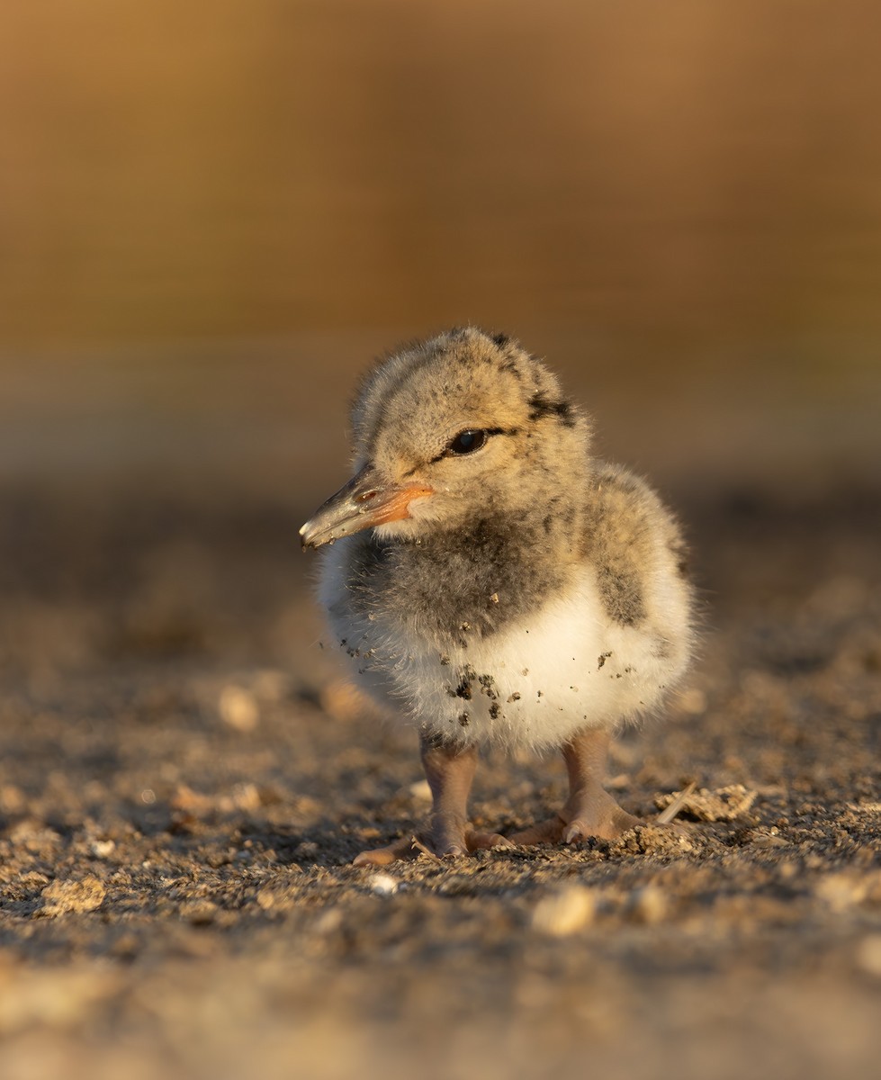 American Oystercatcher - ML646908955