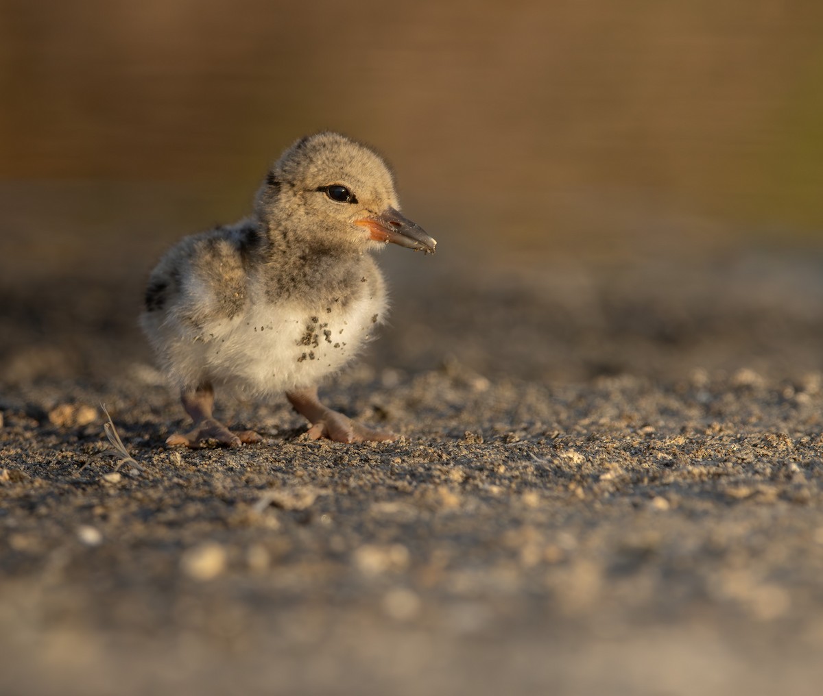 American Oystercatcher - ML646908956