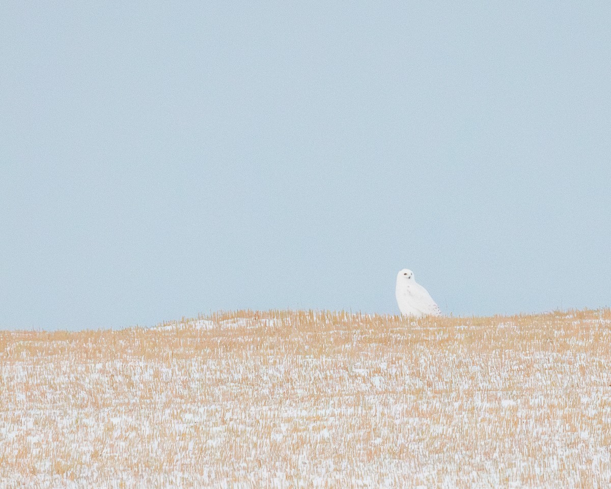 Snowy Owl - ML646908957