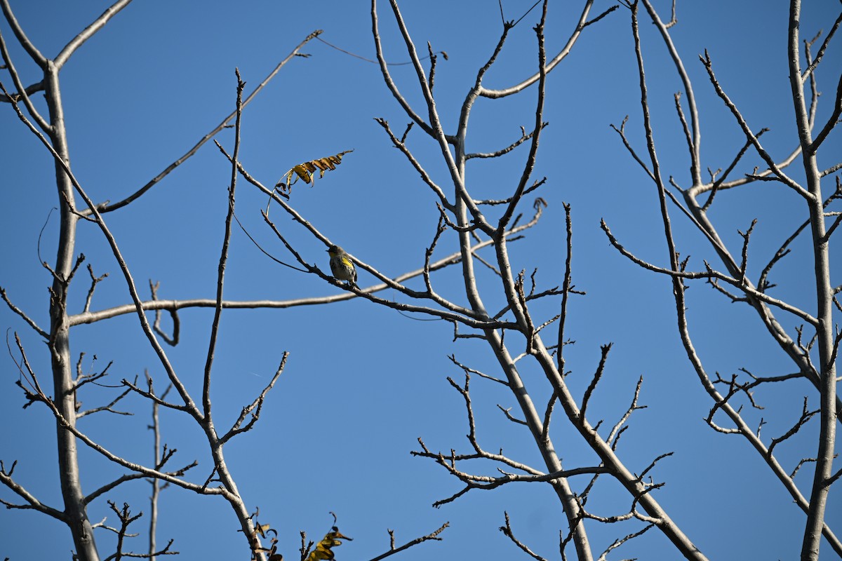 Paruline à croupion jaune - ML646908959