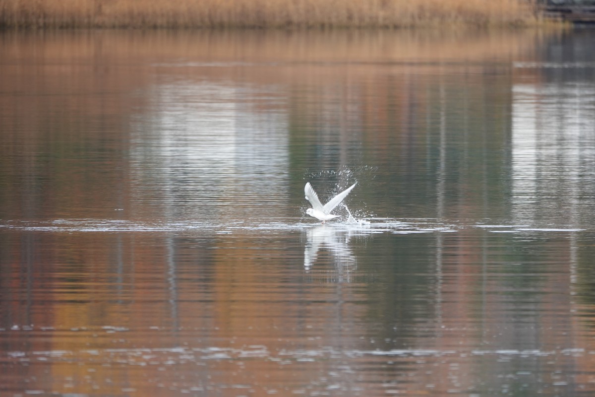 Bonaparte's Gull - ML646908971