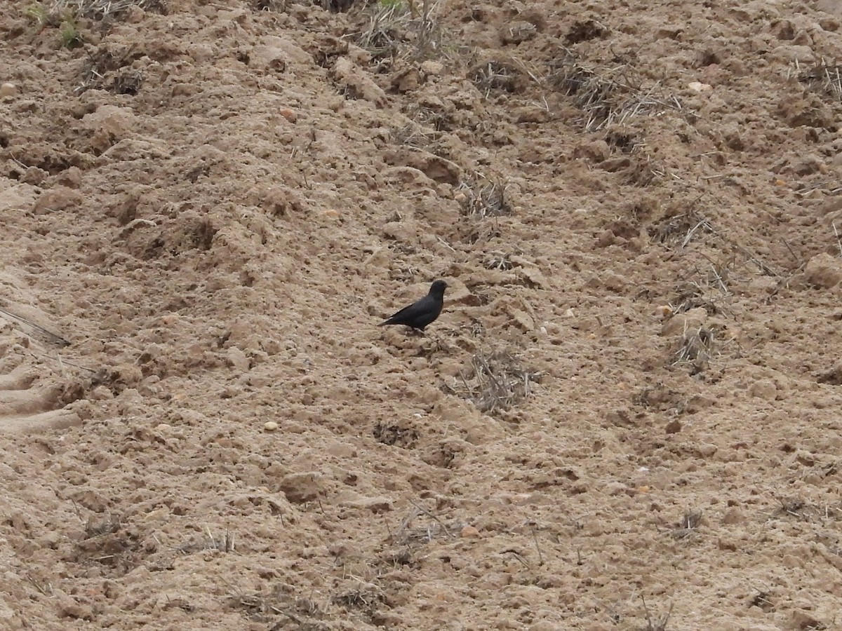 Spotless Starling - ML646908972