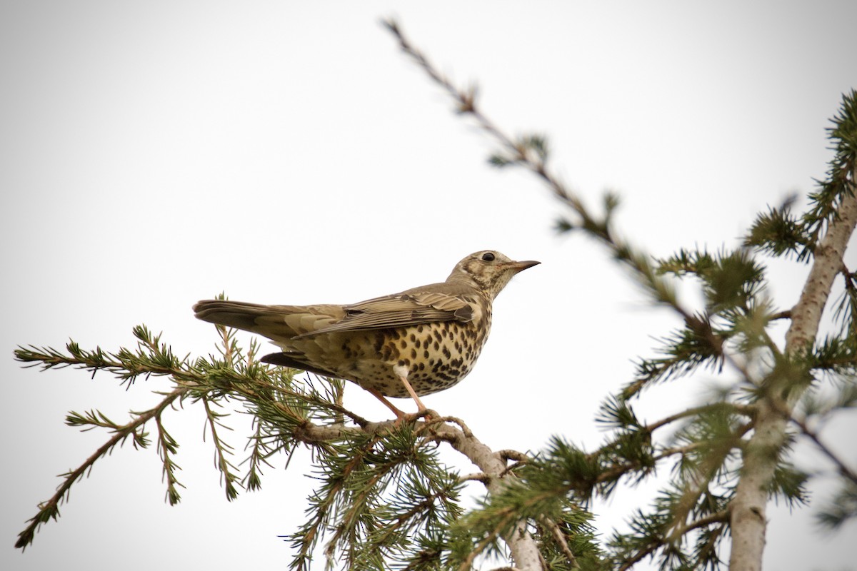Mistle Thrush - ML646908976