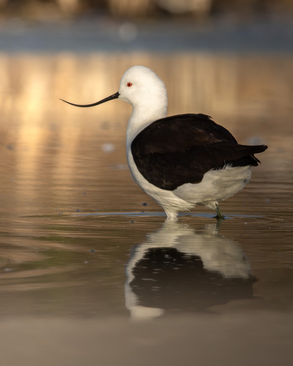 Andean Avocet - ML646908978