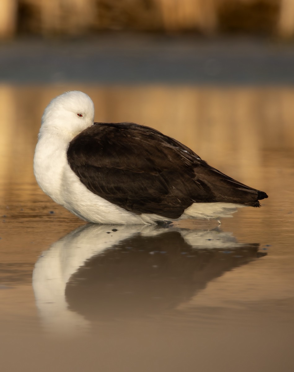 Andean Avocet - ML646908979