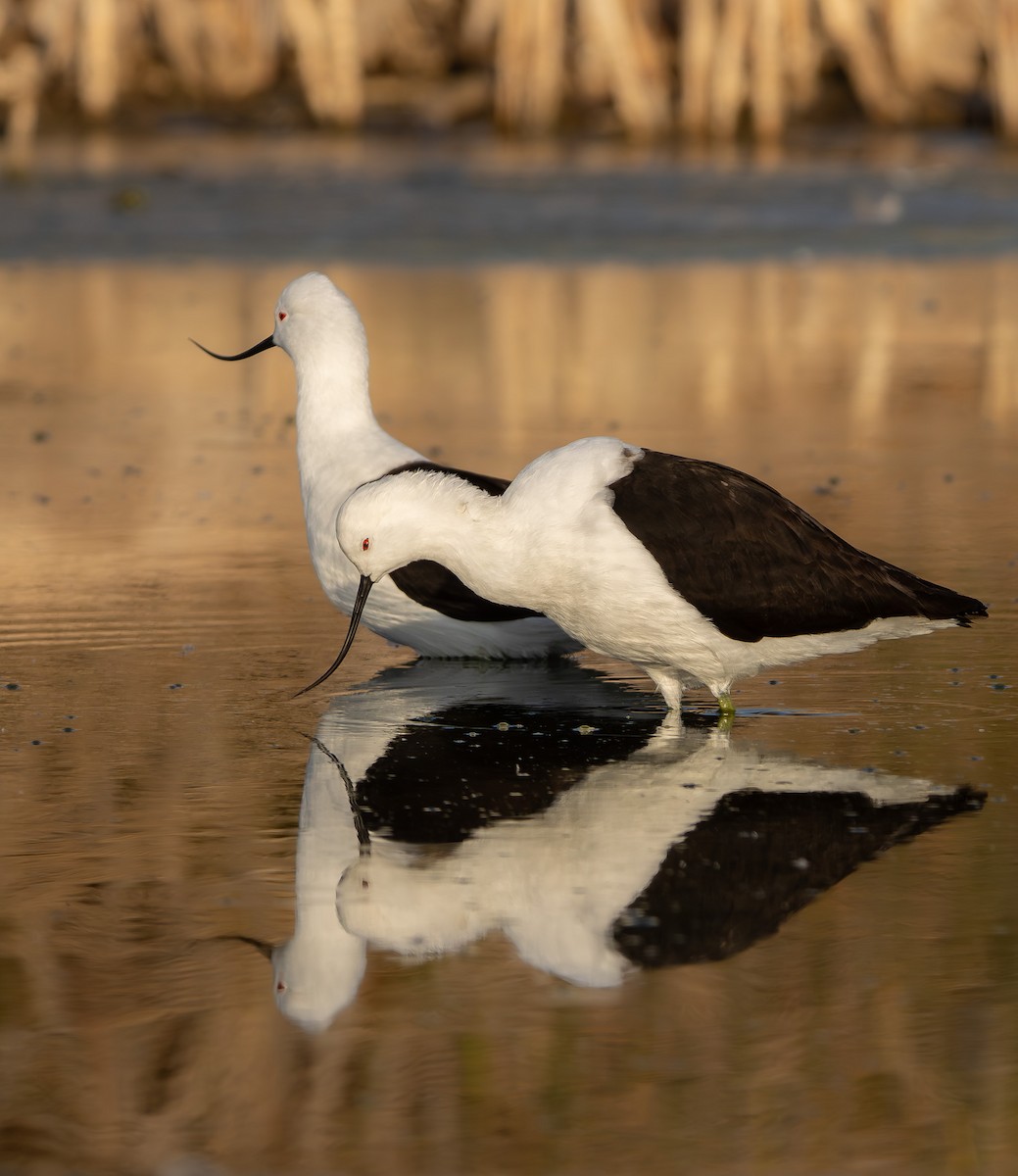 Andean Avocet - ML646908980