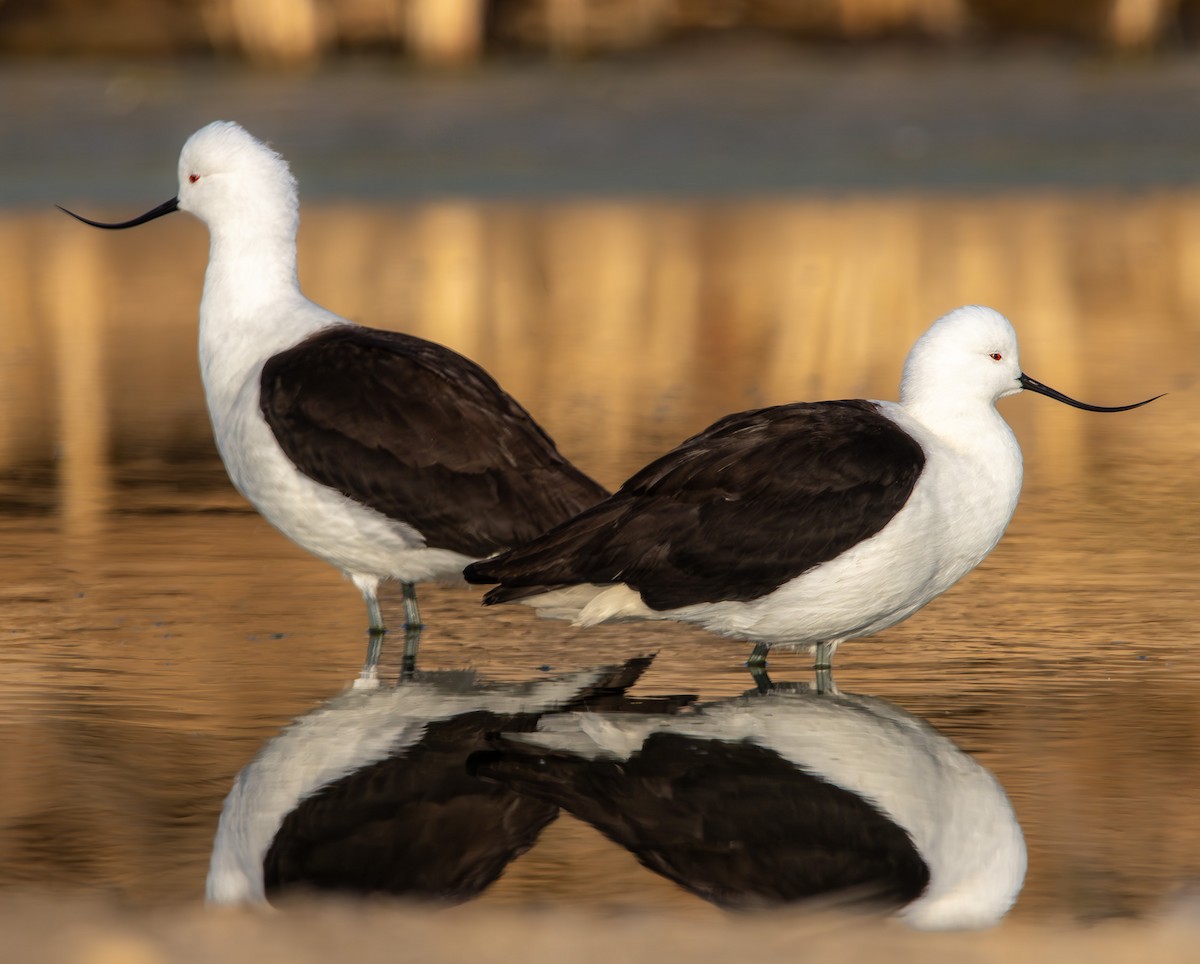 Andean Avocet - ML646908981