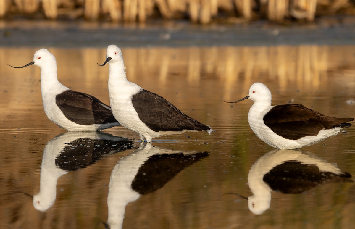 Andean Avocet - ML646908982