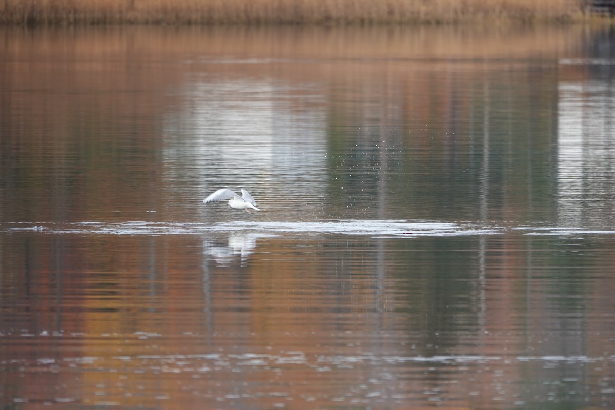 Bonaparte's Gull - ML646908985
