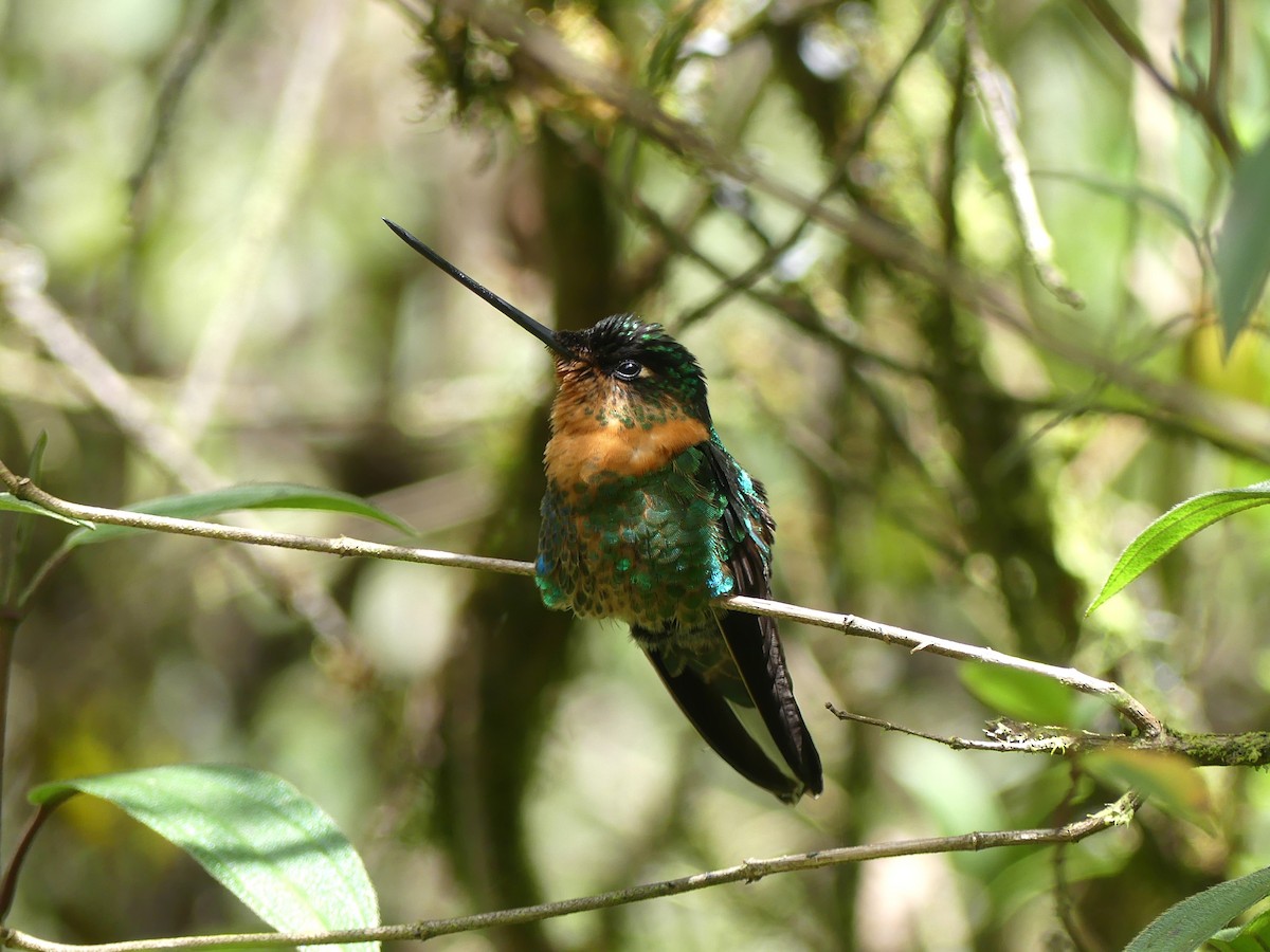 Gould's Inca - ML646908986