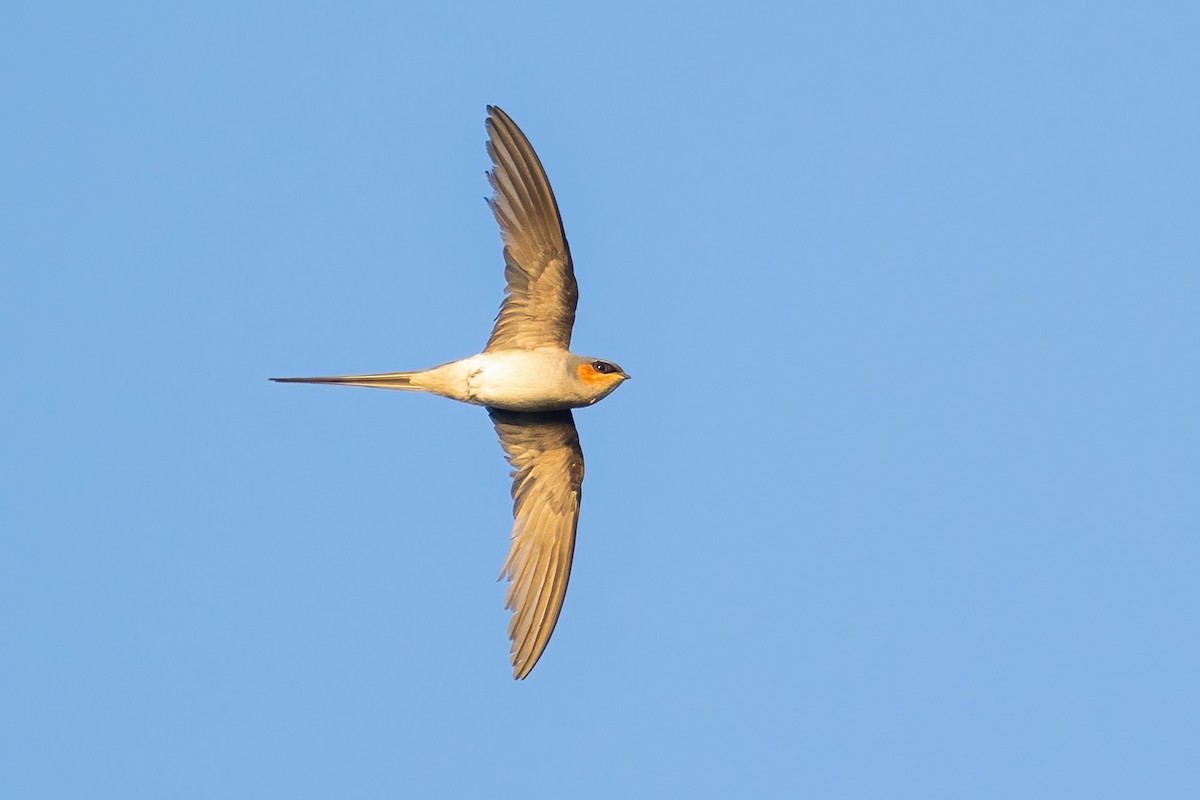 Crested Treeswift - ML646908989