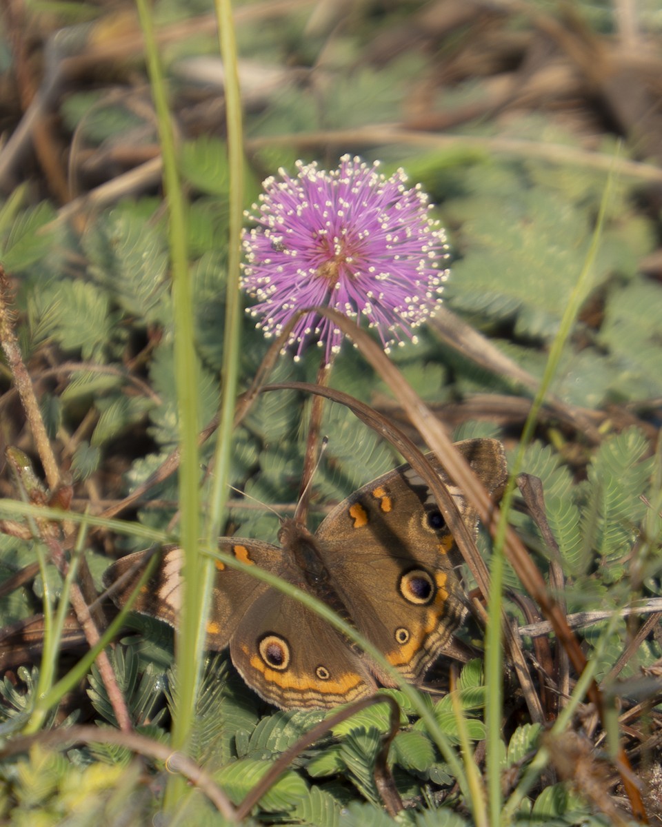 Common Buckeye - ML646908991