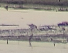 Little Stint - ML646908992