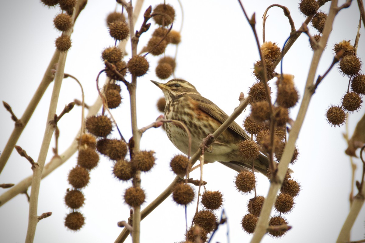Redwing - ML646908993