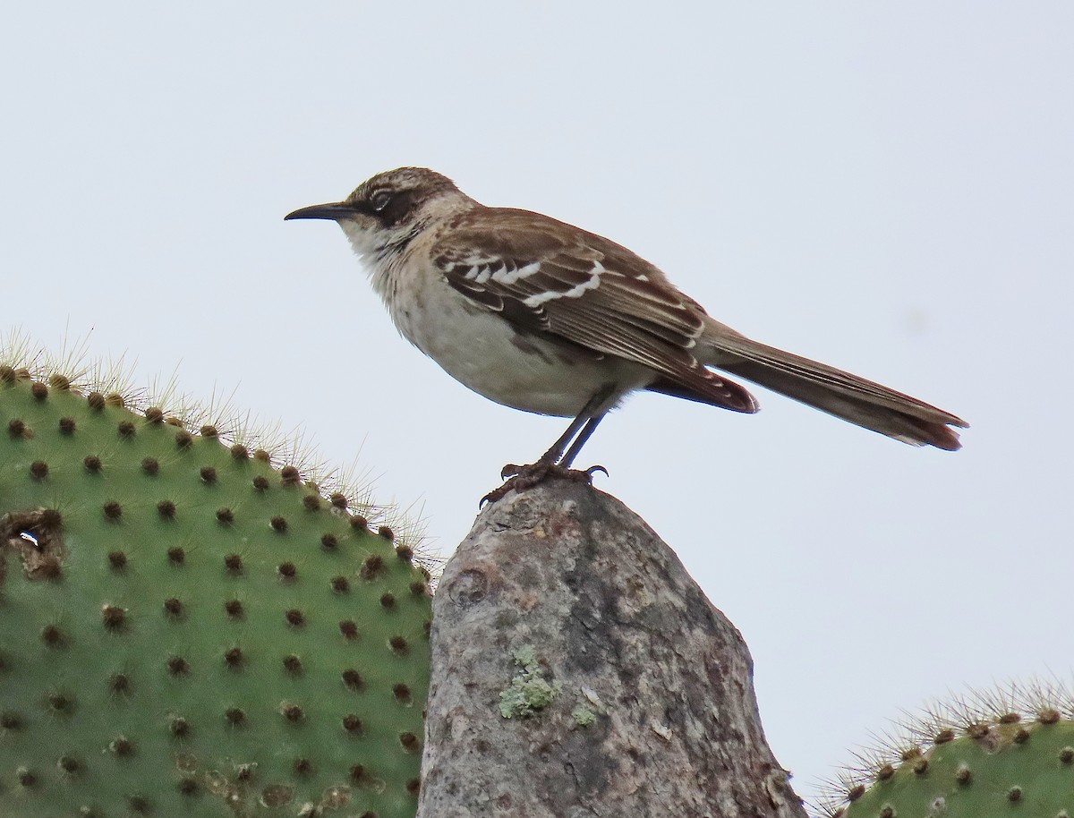 Galapagos Mockingbird - ML646908994
