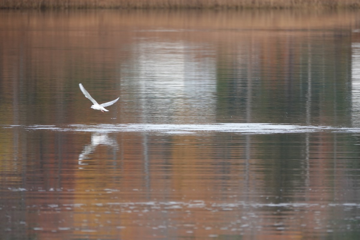 Bonaparte's Gull - ML646908996