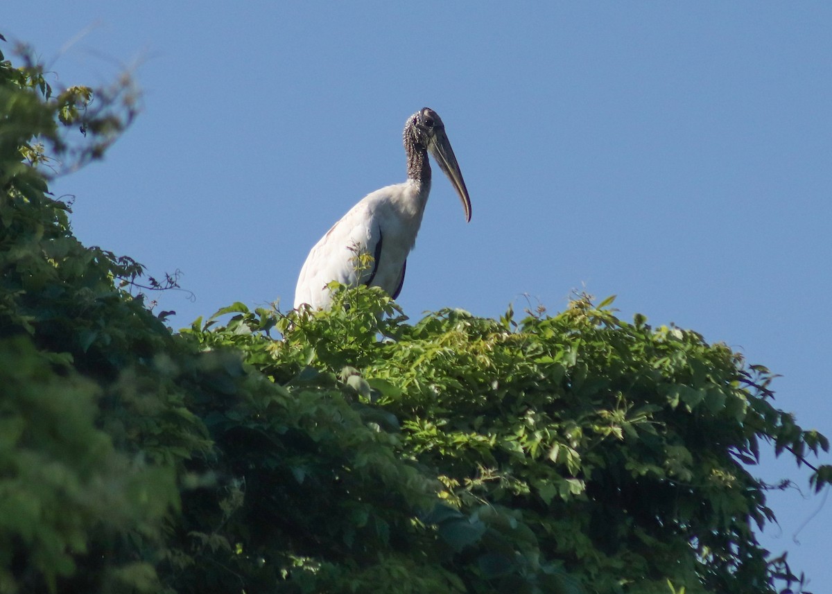Wood Stork - ML646908997