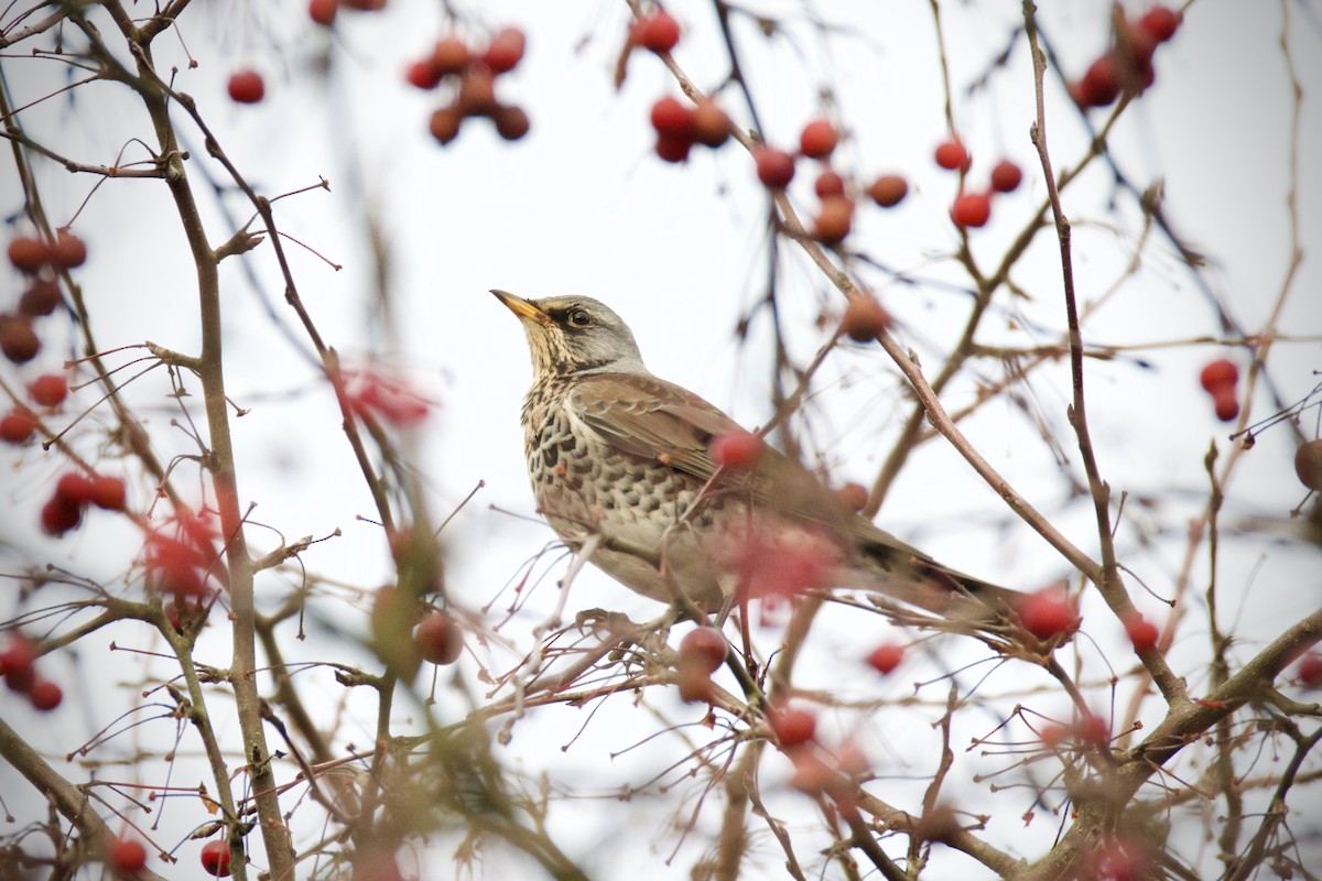 Fieldfare - ML646908998