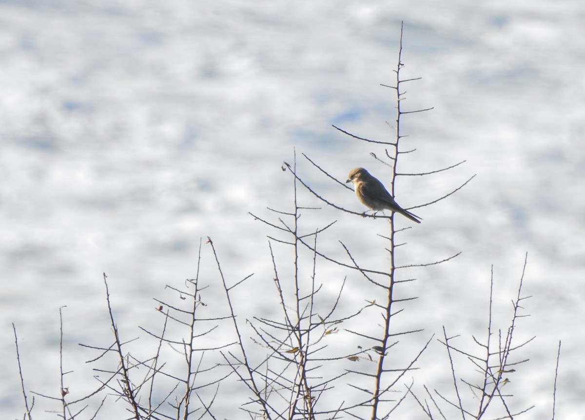 Antzandobi isabeldarra - ML646909000