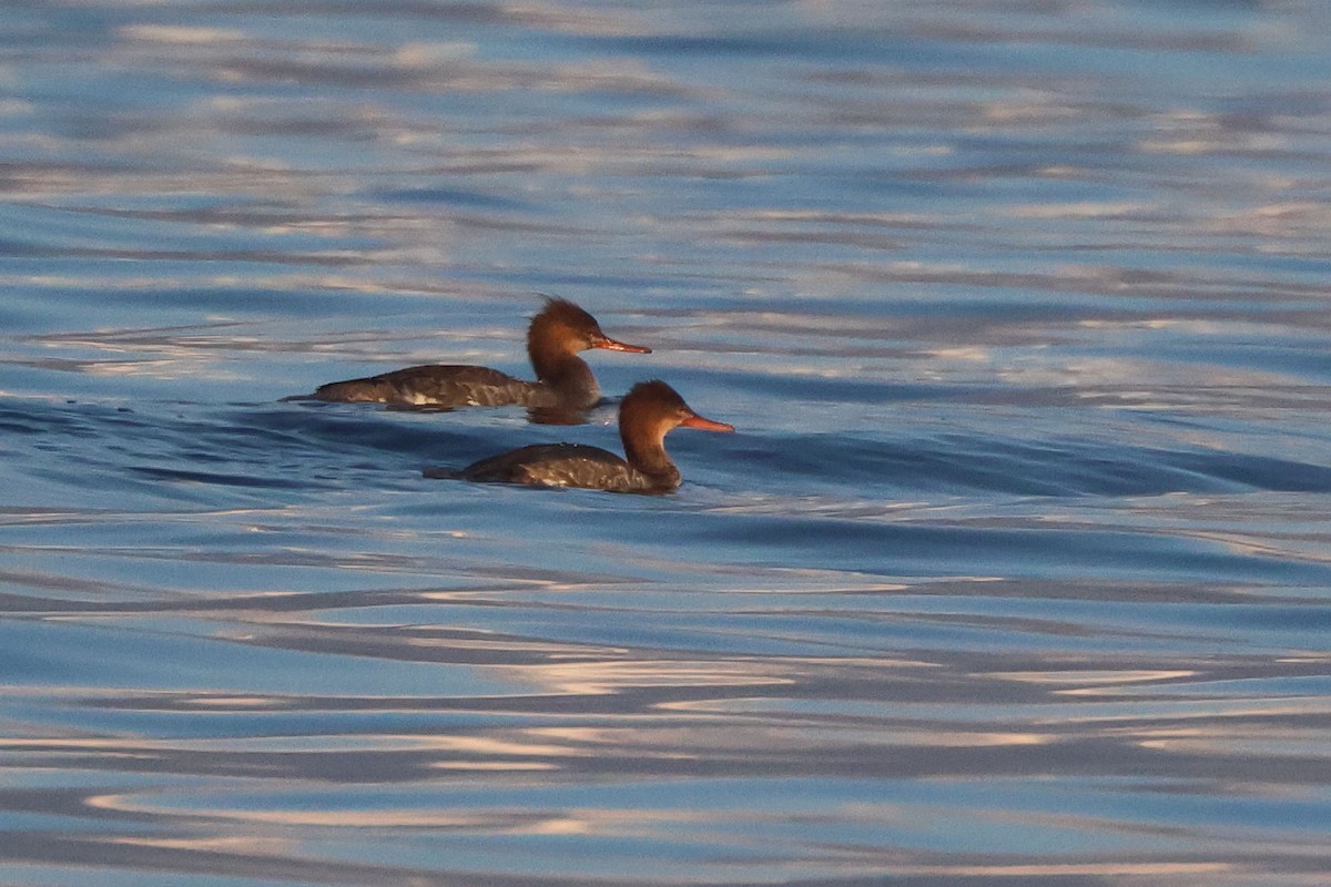 Tarakdiş - ML646909001