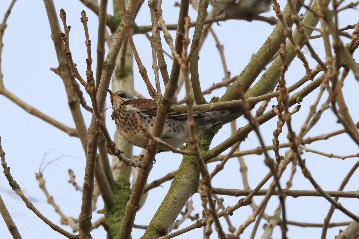 Fieldfare - ML646909002