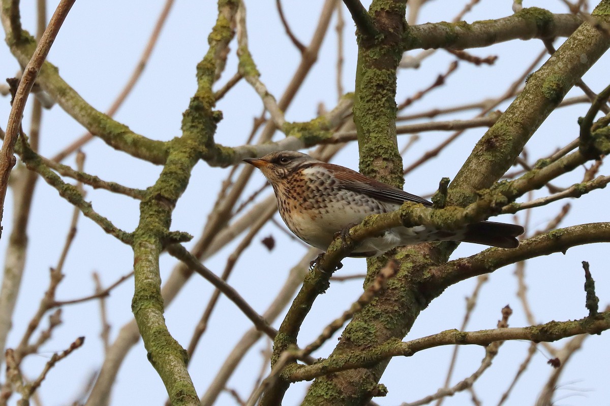 Fieldfare - ML646909003