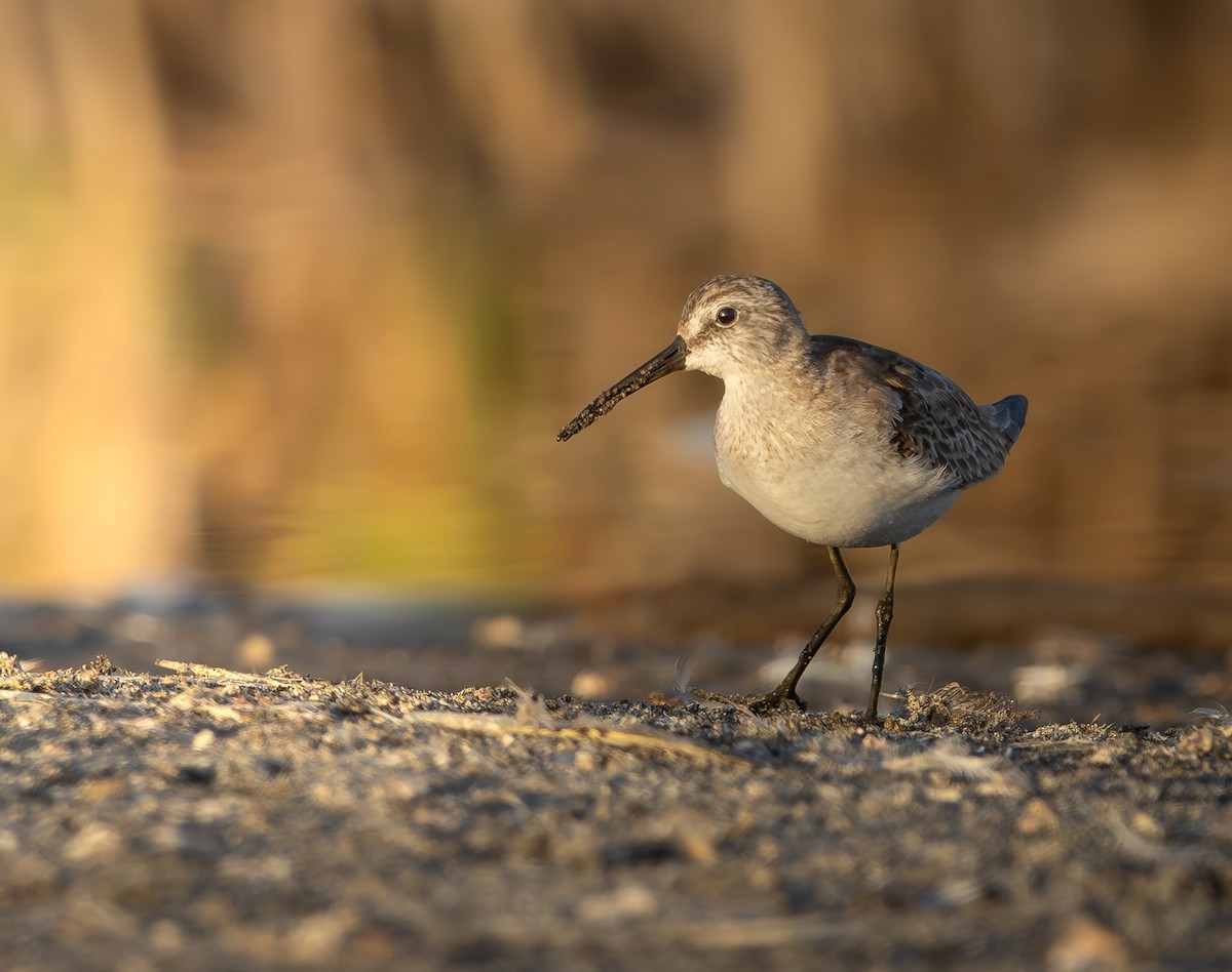 彎嘴濱鷸 - ML646909004