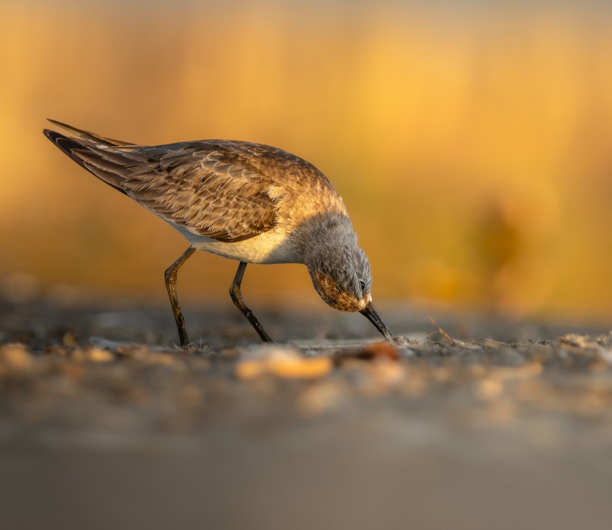 彎嘴濱鷸 - ML646909005