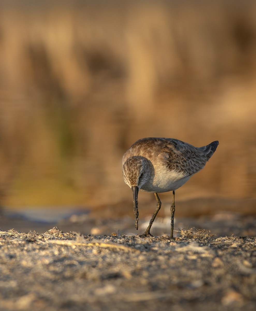 彎嘴濱鷸 - ML646909006