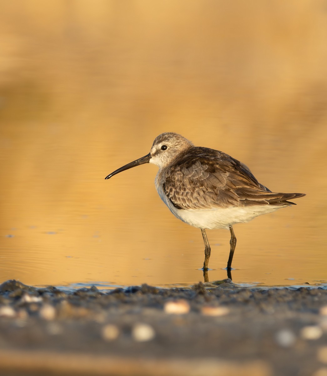 彎嘴濱鷸 - ML646909007