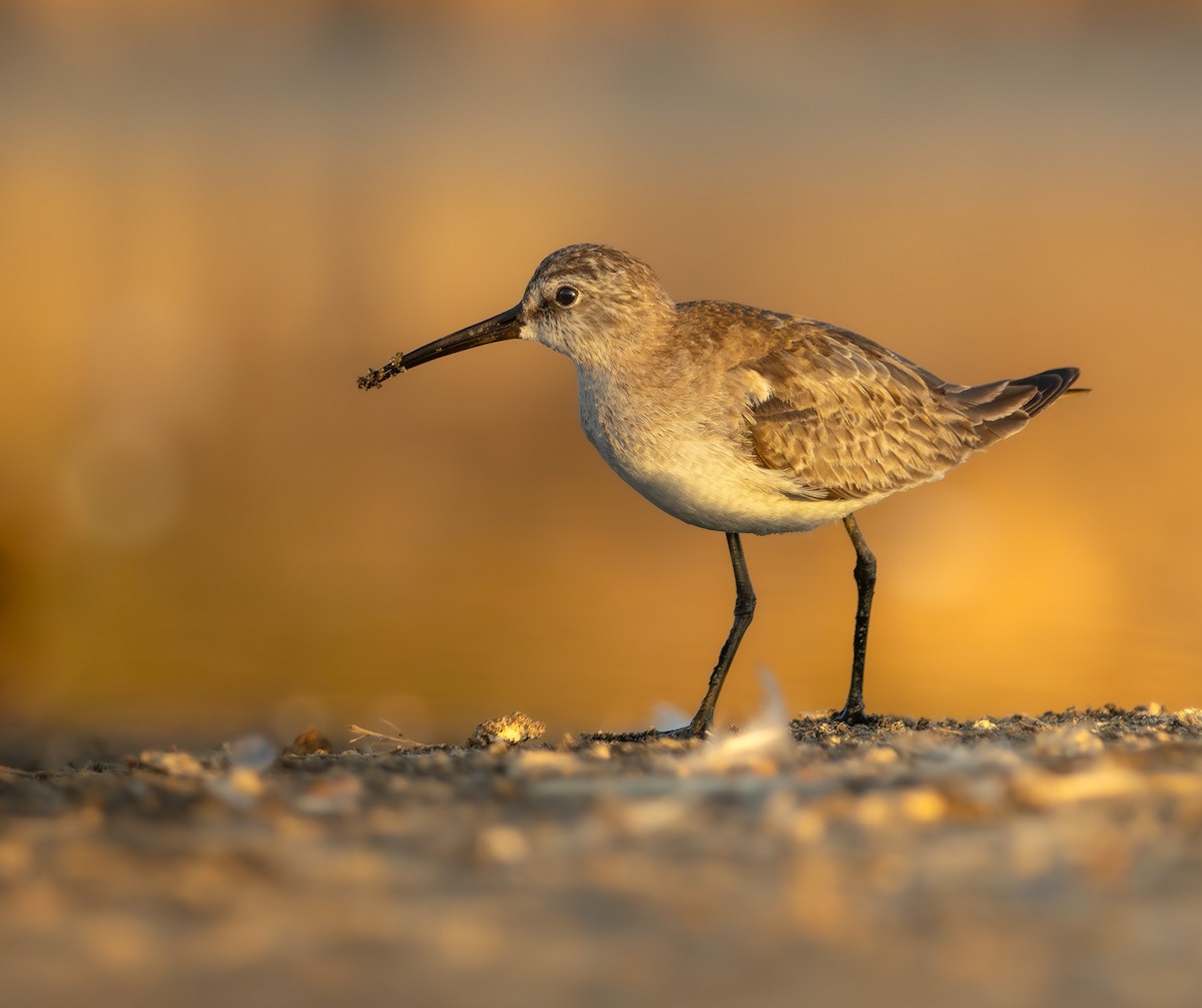 彎嘴濱鷸 - ML646909008